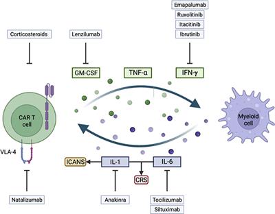 Novel pathophysiological insights into CAR-T cell associated neurotoxicity